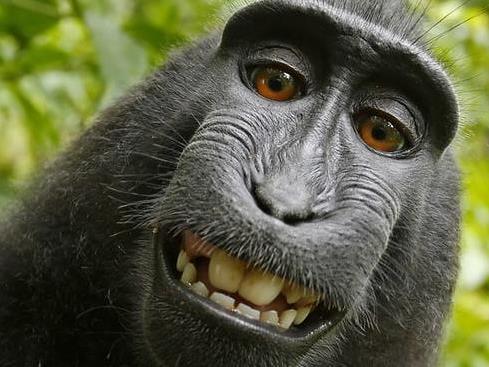 Monkey selfie and a rasta Insta pic offer lessons in fair use