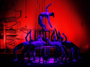 Gravity & Other Myths' 'Out of Chaos...' at Adelaide Festival 2019.