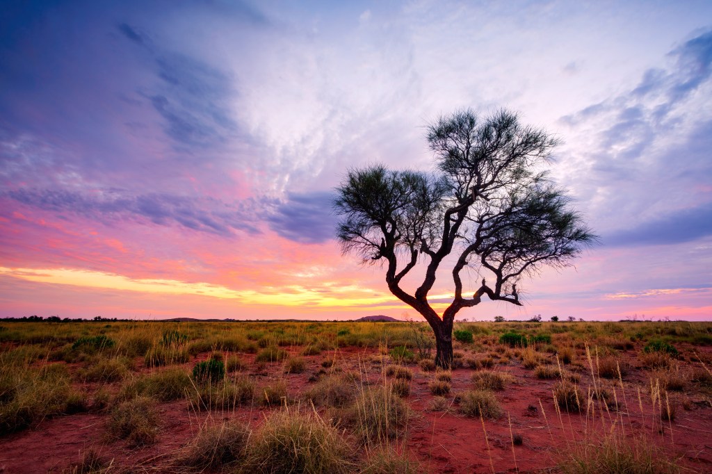 A Hakea tree stands alone in the Australian outback during sunset. Pilbara region, Western Australia, Australia.