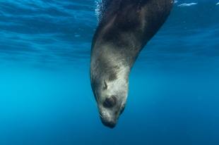 A sea lion dives down into blue water