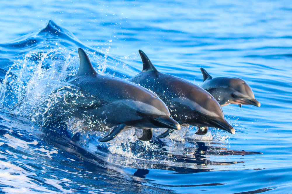 Three wild dolphins leap from an ocean wave.