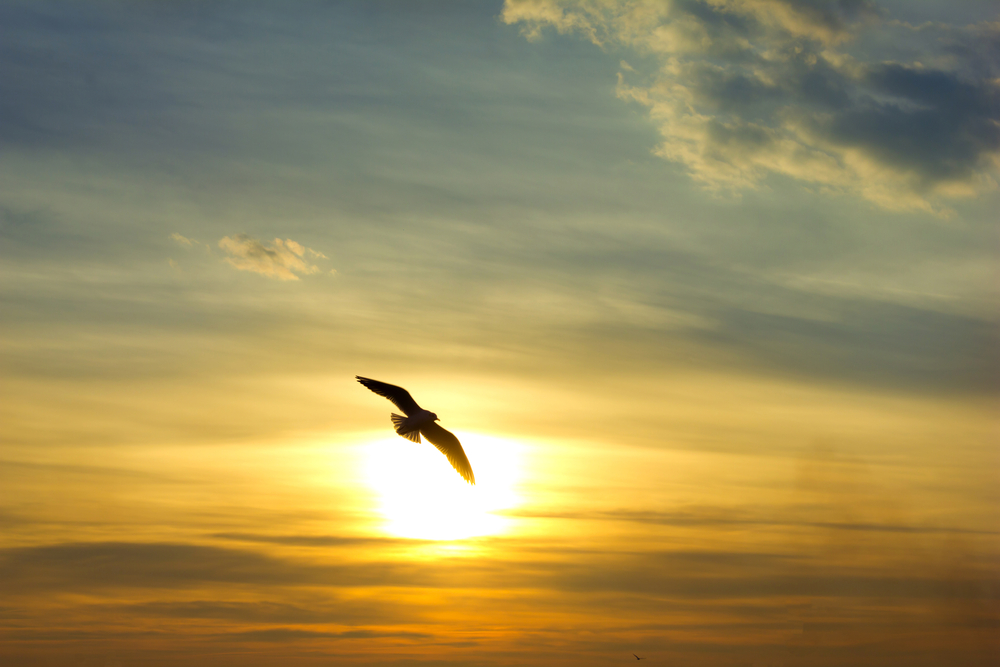 A flying bird silhouetted against the afternoon sun and a cloud-scattered sky.