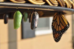 two cocoons and an emerged butterfly