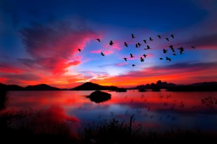 A flock of birds in flight above a lake, silhouetted by a vivid sunset.