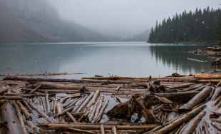 Logs float on a lake, with trees and mountaings in the distance.