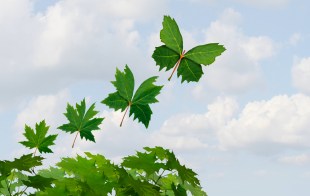 Graphic of leaf becoming a butterfly.