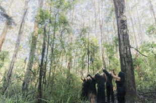 a small group of performers under the canopy of a tall karri forest.