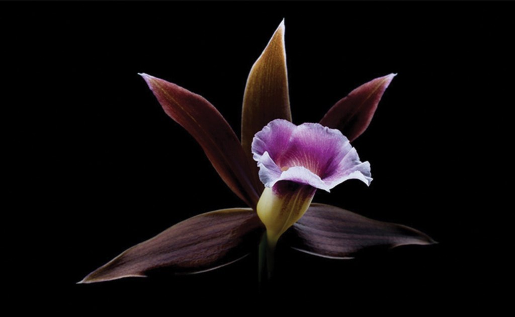 Artistic photograph of a purple orchid on black background