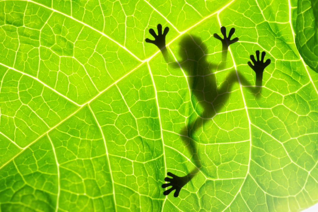 Frog in shadow on leaf.