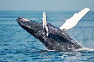A blue whale breaching, its fins in the air.
