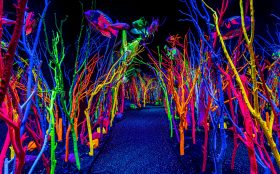 Immersive experience. Image is of multicoloured tree trunks without leaves and a blue pathway leading through them.