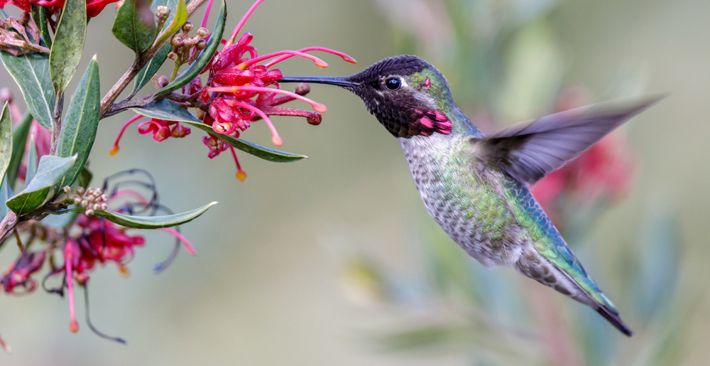 A hummingbord hovers, its wings a blur, feeding from a colourful flower.