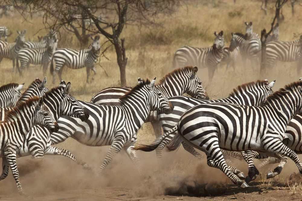 A herd of common zebras (Equus Quagga) galloping in Serengeti National Park, Tanzania. Dust flies up around their hooves and the photo gives an impression of rapid, mass movement.