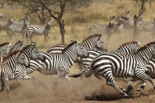 A herd of common zebras (Equus Quagga) galloping in Serengeti National Park, Tanzania. Dust flies up around their hooves and the photo gives an impression of rapid, mass movement.