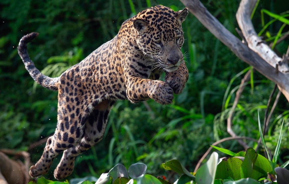 arts appointments. A jaguar leaps forward in a leafy jungle setting.