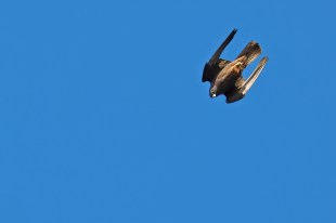 A swooping falcon, wings close to its body, photographed against a cloudless sky.