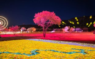 First Nations. Image is of a garden lit in yellow and solo tree lit up in pink.