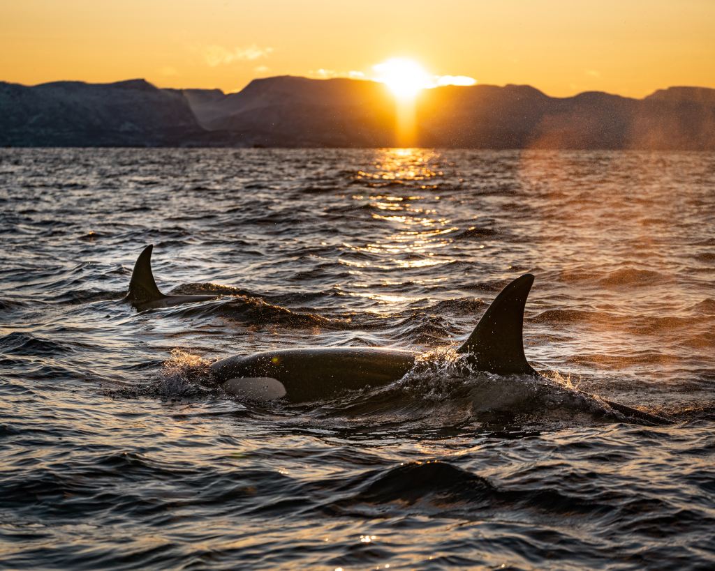 appointments. Two orcas swim in the ocean in the foreground of the photo, as the sun sets in the background over a mountain range.