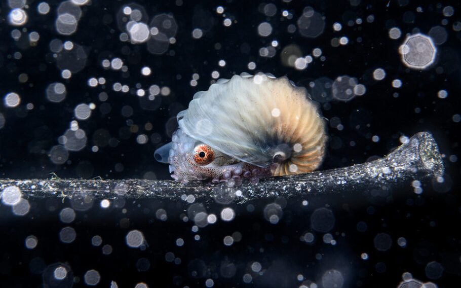 opportunities. Image is a close-up of a paper nautilus shell in black water with floating bubbles or bits of debris.