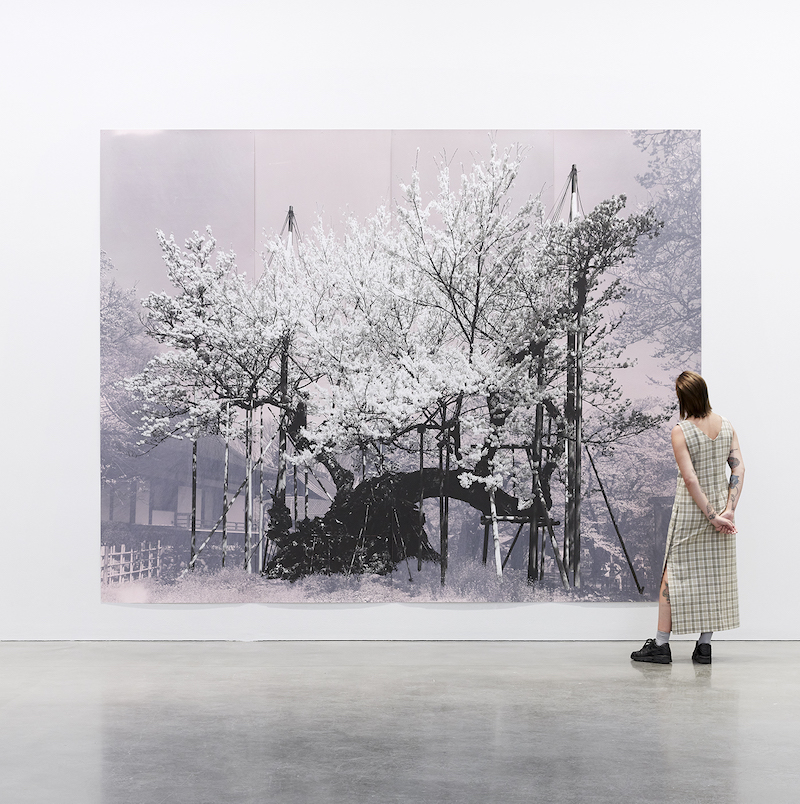 Tacita Dean. Girl in gallery looking at artwork of a tree