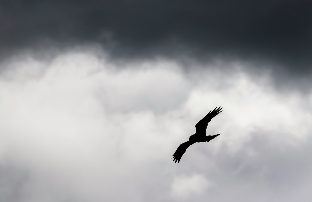 appointments. A bird in flight, silhouetted against grey clouds.