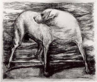 Finalists announced for the 2024 Rick Amor Drawing Award. Rick Amor, 'The Dog', 1990, Collection McClelland Sculpture Park + Gallery. Image: Supplied. Drawing of a dog turning its head to look behind with strong black lines and a shadowy atmosphere.