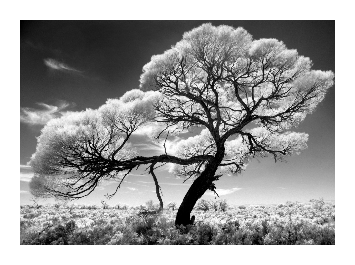 The Tree of Light | 2024 Adelaide Festival - Event Information – ArtsHub Australia - Vimarsana News