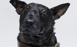 Head of a black taxidermy dog. Archie Moore. Samstag scholarship