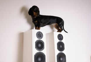 daschund dog standing on top of speaker boxes. Arts news