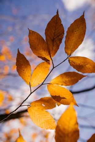 move on. Image is a small branch of yellowing leaves in the sunlight.