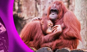 two orang-utans cuddling in safety