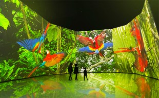 Image is a large gallery space with a circular wall covered with a huge projection of parrots in their natural environment. On the floor in front of it are three small figures in silhouette.