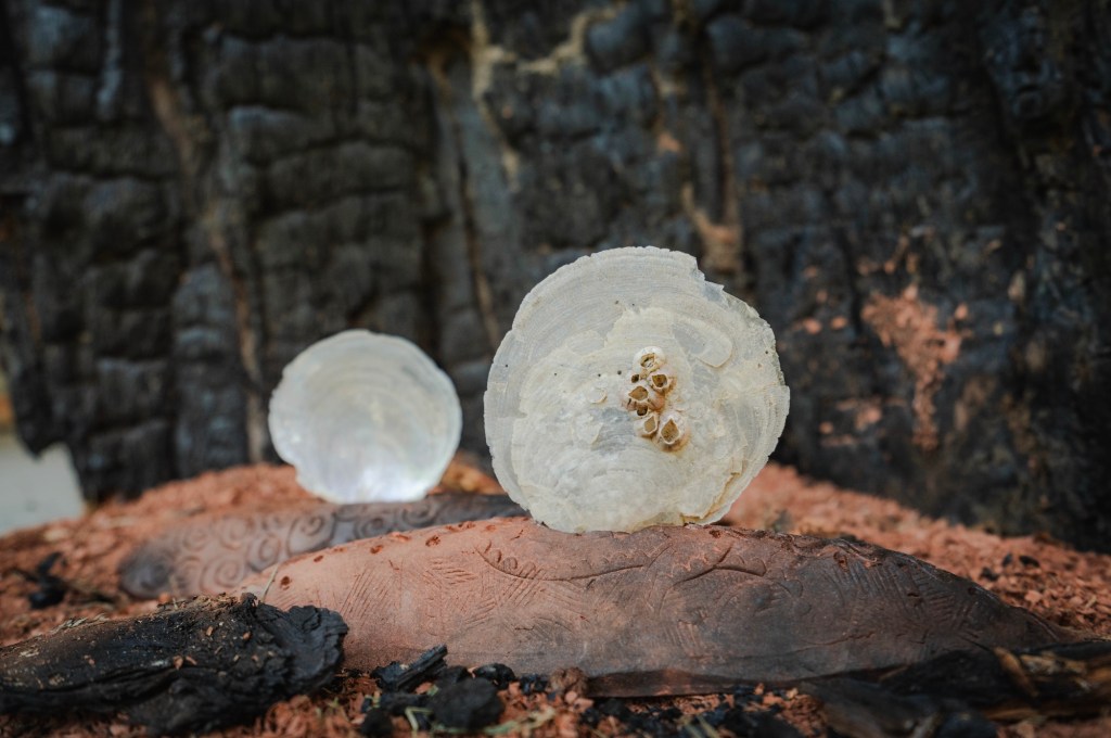 sculpture of a shell, photographed in bush setting. Salome Yeatman.