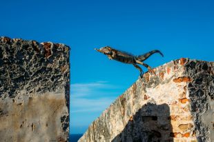 A lizard phographed mid-leap as it jumps from one stone wall to another beneath a bright blue sky.