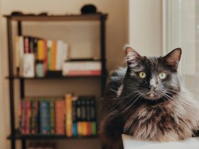 A long haired cat sits in front of a book shelf looking at the camera.