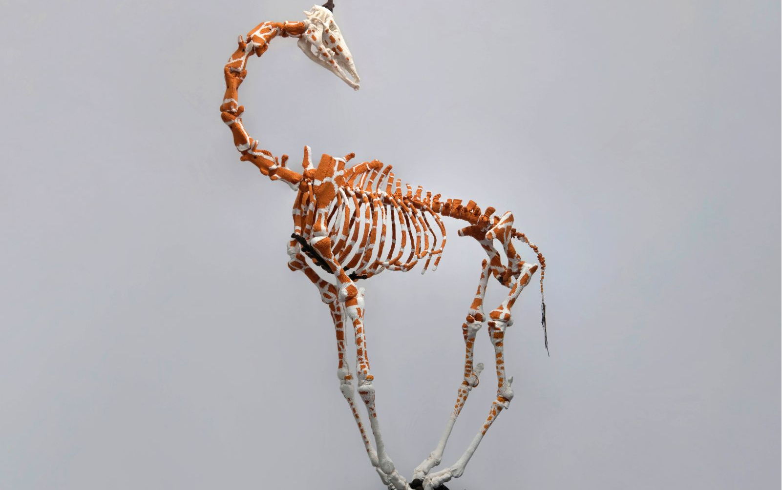 Anatomy Lessons by Michele Beevors - Event Information – ArtsHub Australia - Vimarsana News
