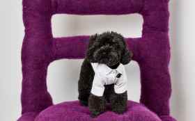 ‘Fit for a King’ by Monique Chiari, featuring a pup on opening night of ‘PET SHOP’ at Craft Victoria. Photo: Michael Pham, courtesy of Craft Victoria. A small black dog with curly fur wearing a white shirt on an oversized purple chair.