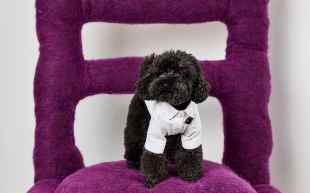 āFit for a Kingā by Monique Chiari, featuring a pup on opening night of āPET SHOPā at Craft Victoria. Photo: Michael Pham, courtesy of Craft Victoria. A small black dog with curly fur wearing a white shirt on an oversized purple chair.
