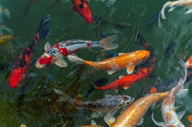 editorial intern, things I've learned. Image is a pond of brightly coloured koi carp swimming around.