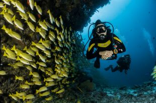 Two scuba divers swim towards the camera as a school of yellow fish swim past them in the opposite direction. Arts sector appointments.