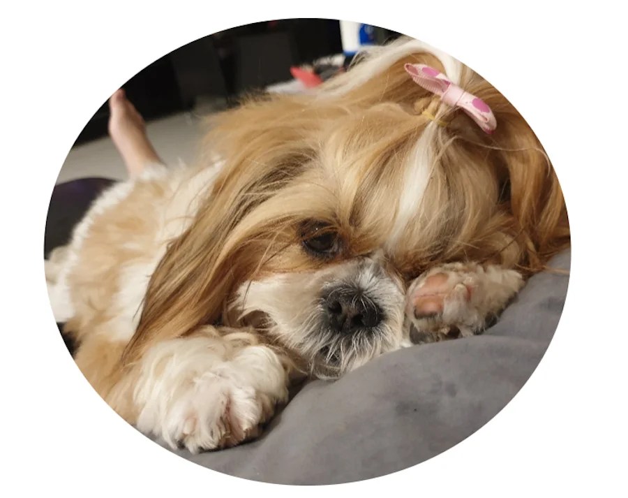 small dog with pink bow cuddling with owner. Pets at work.