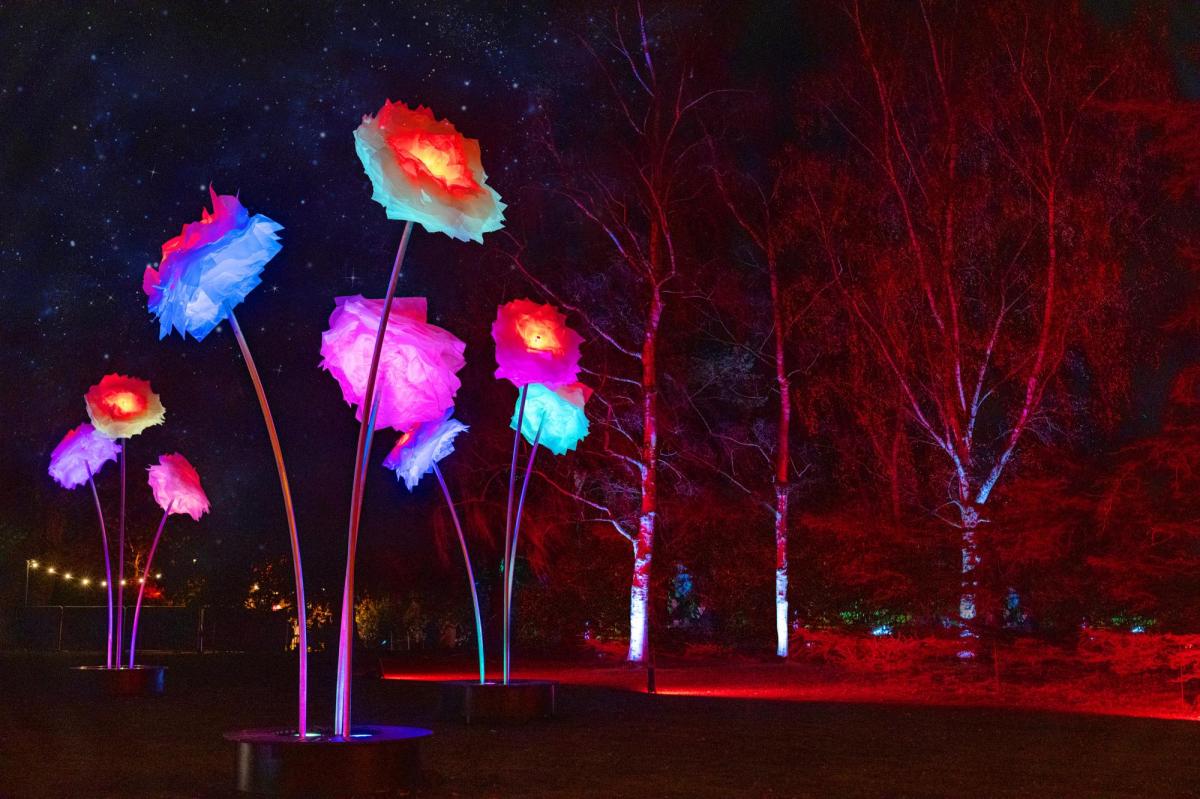 Giant peonies are lit up against a dark sky.