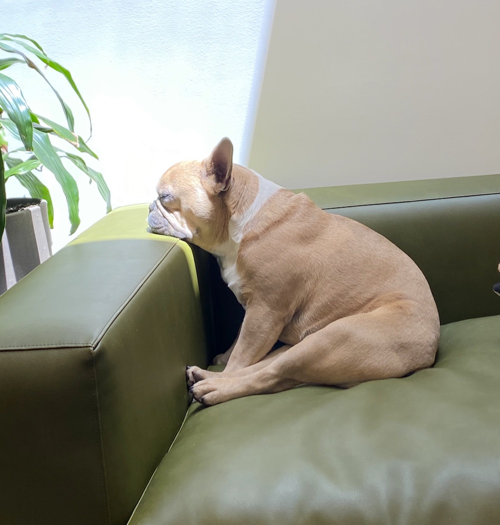 French bulldog sitting on green lounge in gallery. Pets at work.