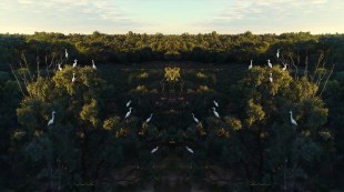 Photograph of Australian bush with white birds and artwork in landscape.
