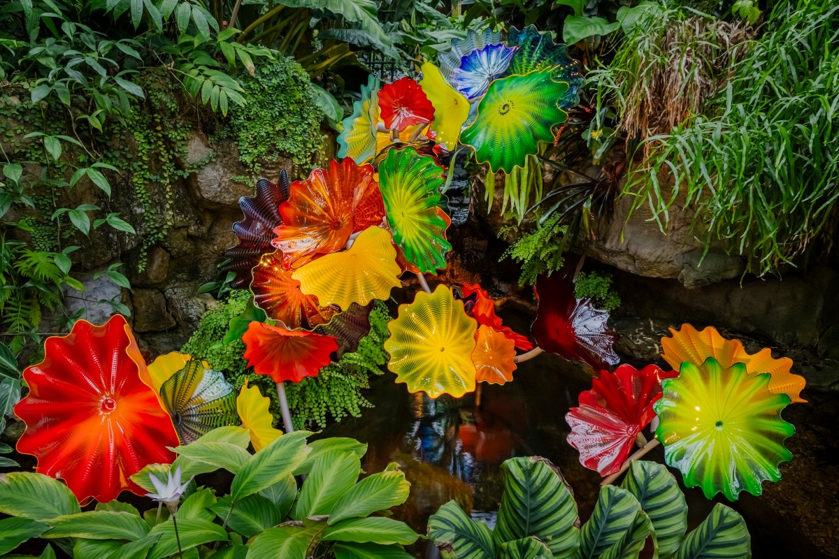 Installation of glass flowers in garden setting. Dale Chihuly.