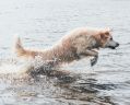 On the Move is ArtsHub's weekly wrap of Australian arts sector comings and goings. The photo shows a wet white dog leaping excitedly in the water at a beach.