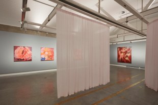 Gallery installation view of fleshy coloured paintings with soft pink curtains. Tender at Ngununggula