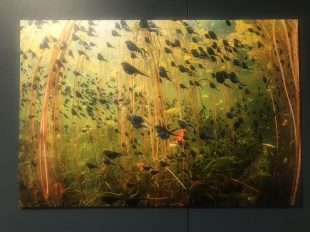 A collection of tadpoles.