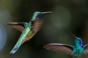 ArtsHub's On the move column is a weekly summary of Australian arts sector appointments. The photo depicts two hummingbirds in flight, wings blurred as they flap rapidly.