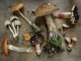 The mushroom case has sparked dozens of true crime podcasts, but why do listeners keep returning? Image: Andrew Ridley, Unsplash.